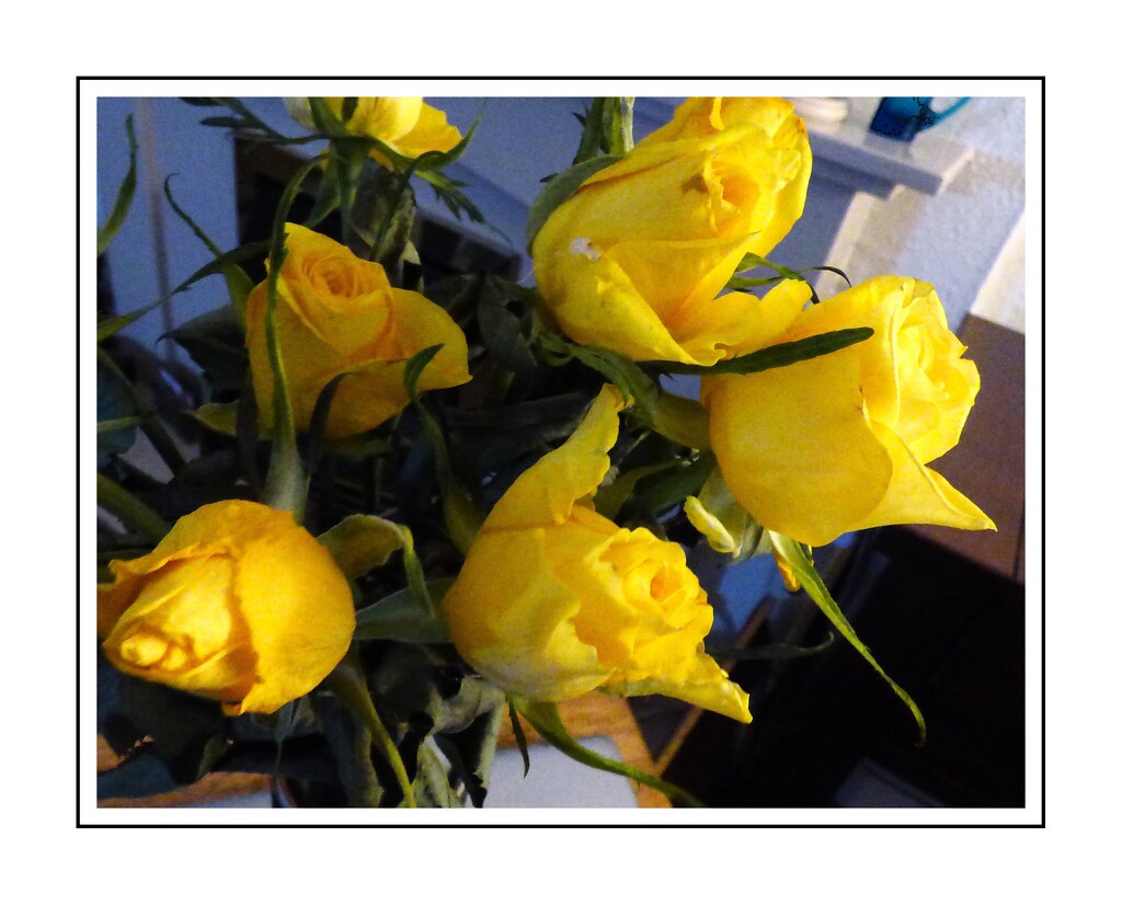 Yellow roses,  by beryl