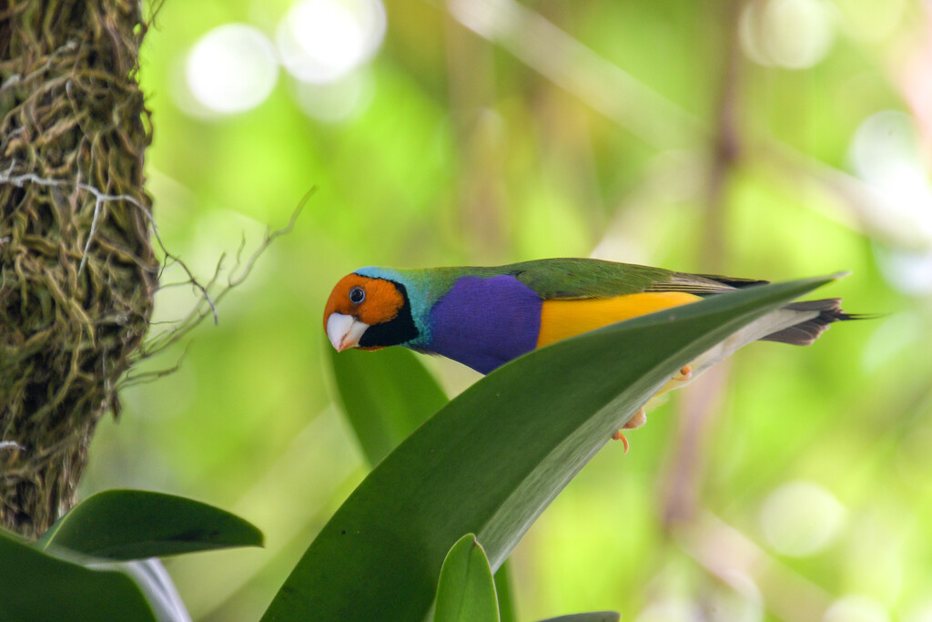Gouldian Finch by danette