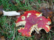 8th Oct 2025 - the one and only