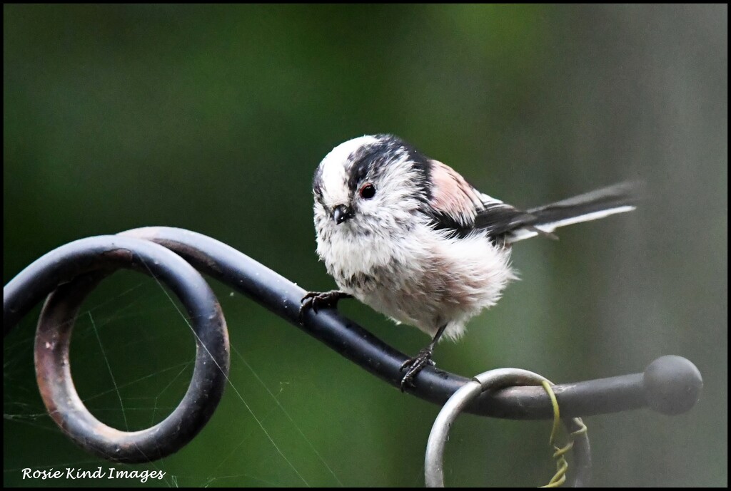Long tailed tit  by rosiekind