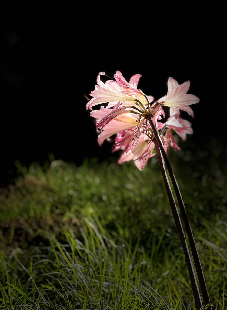 Naked lady  by pandorasecho