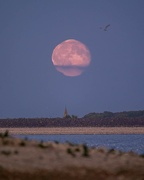 8th Oct 2025 - lumpy moon 