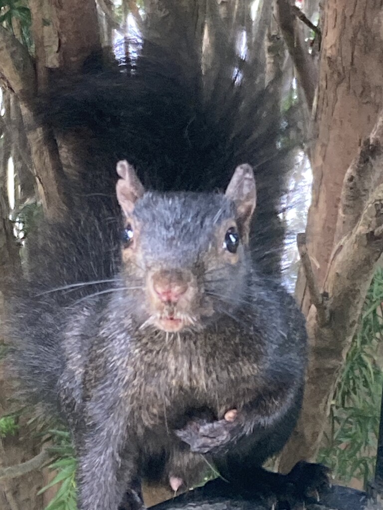 Looking for a Peanut by spanishliz