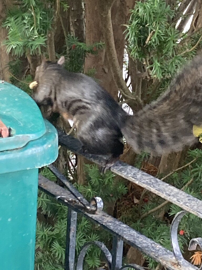 Got a Peanut! by spanishliz