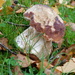 lovely bolete