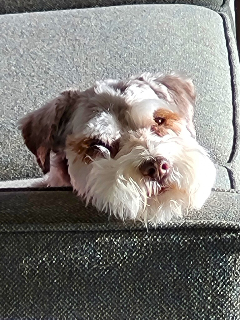 Comfy in the Sunlight by richyoung