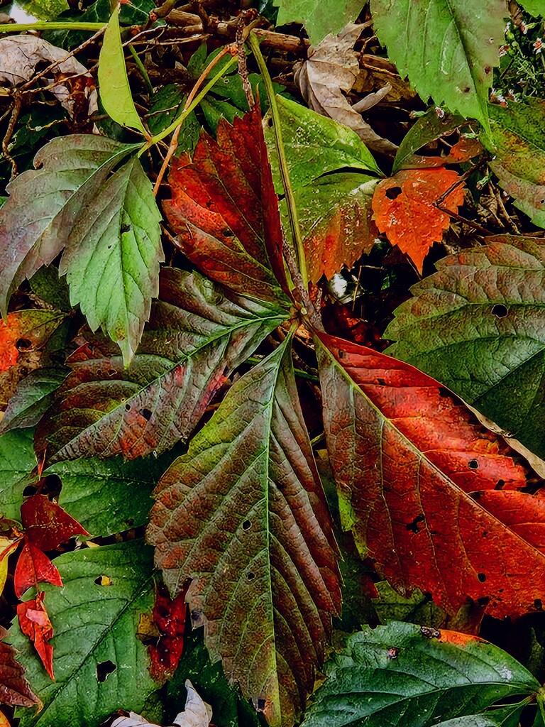 Virginia Creeper by alyclark