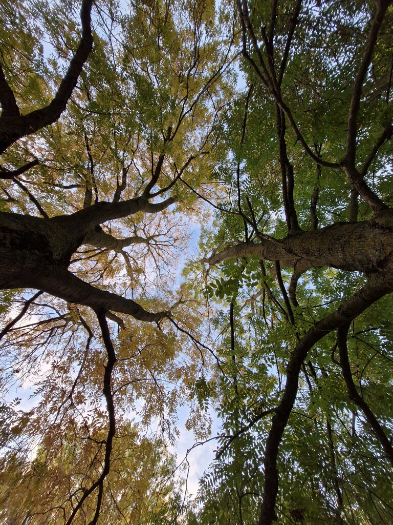 Trees half and half by dragey74