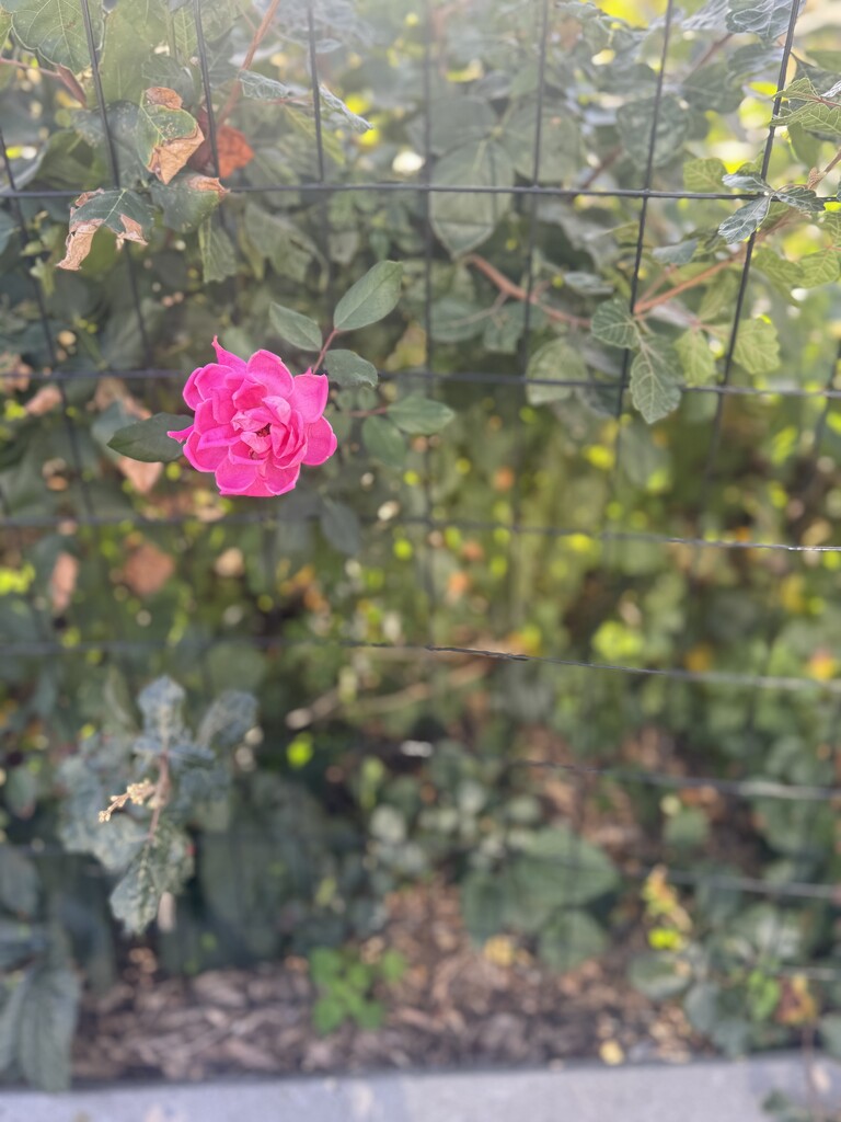 A Rose? by blackmutts