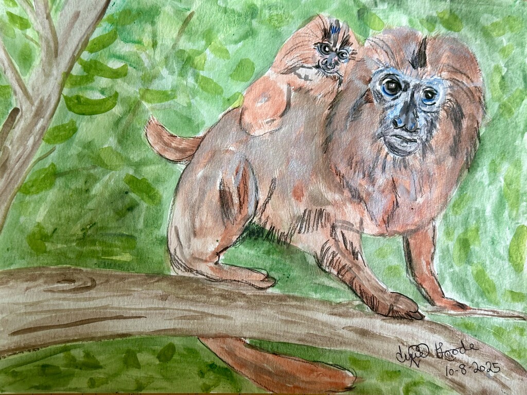 Golden Lion Tamarin  by pandorasecho