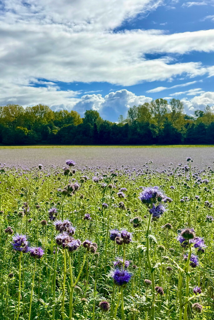 Blue flowers.  by cocobella