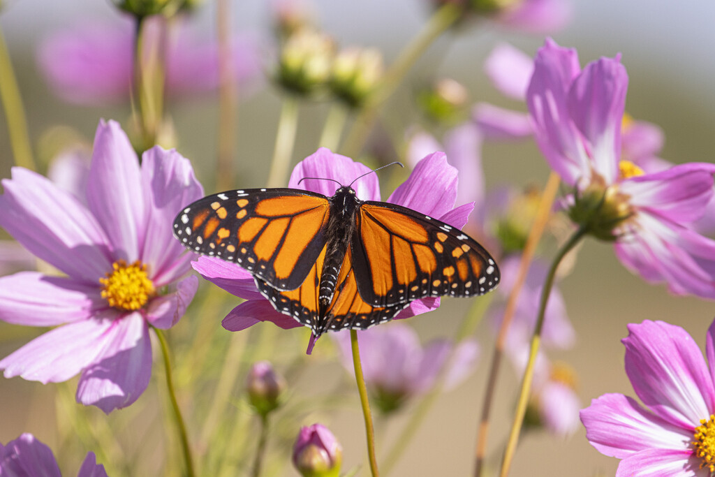 still here by aecasey