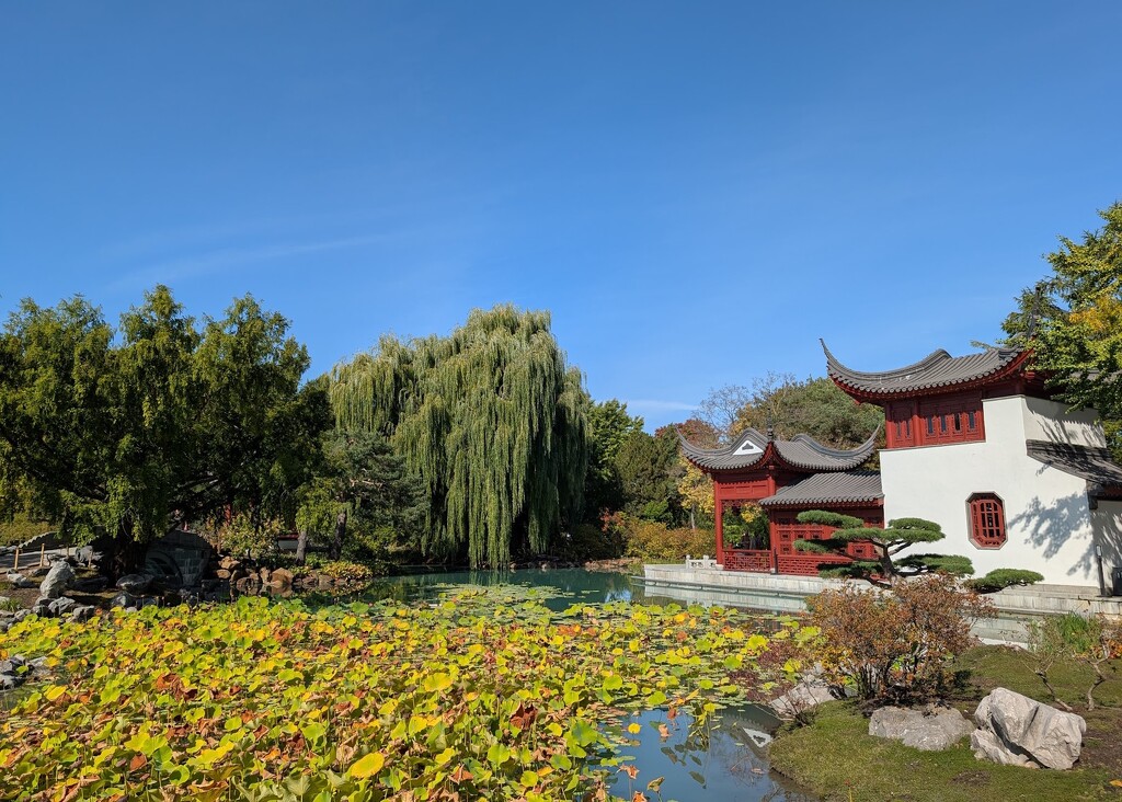 A different view of the Chinese garden by zilli