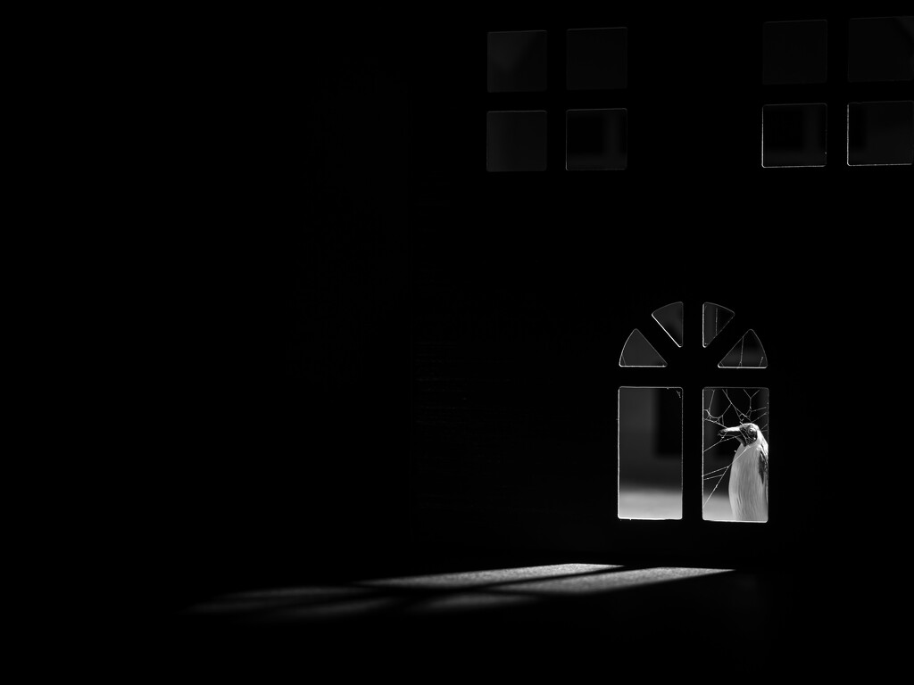 can we just pause for a moment and admire the cobwebs? by northy