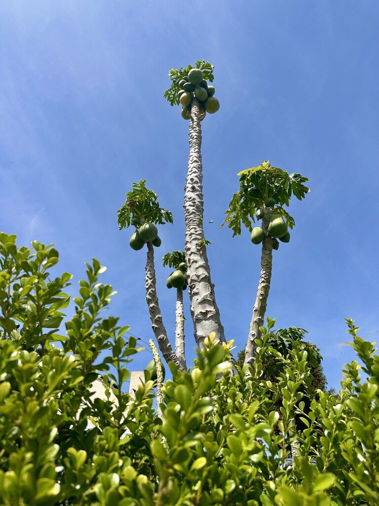 Walk to the shop 3 by kjarn