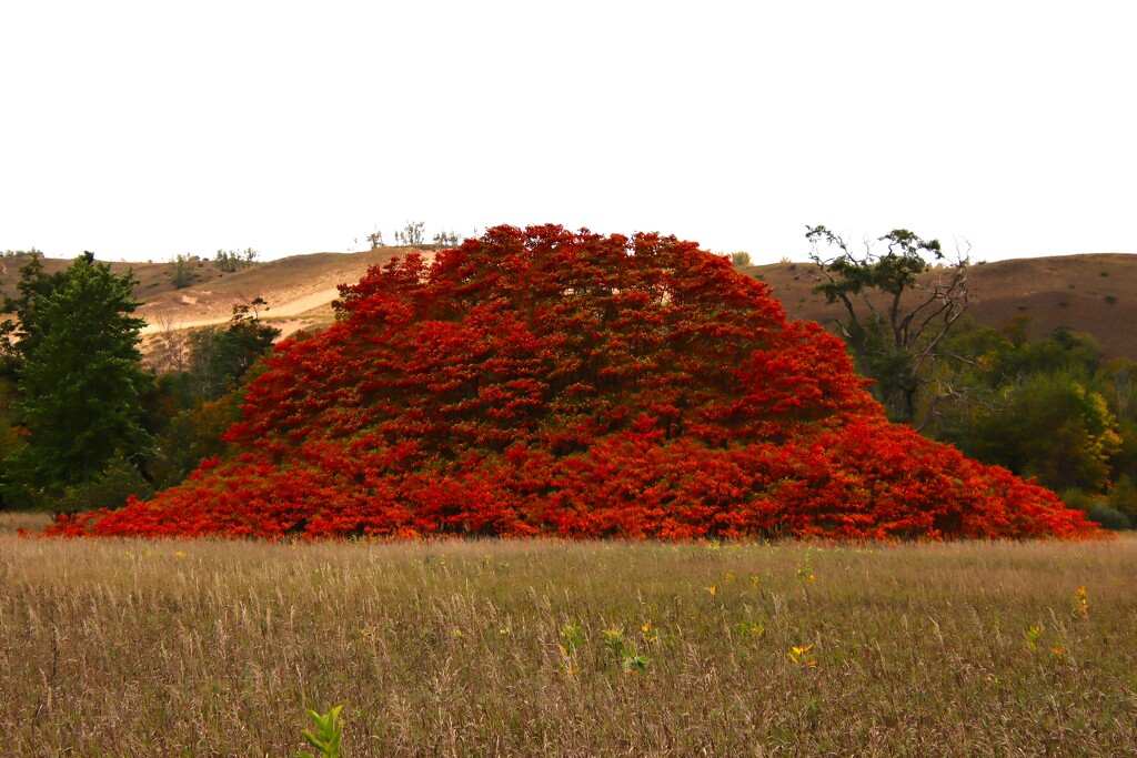 Fall 8 by edorreandresen