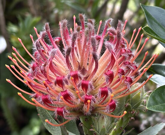 The first flower on our Protea shrub on 365 Project