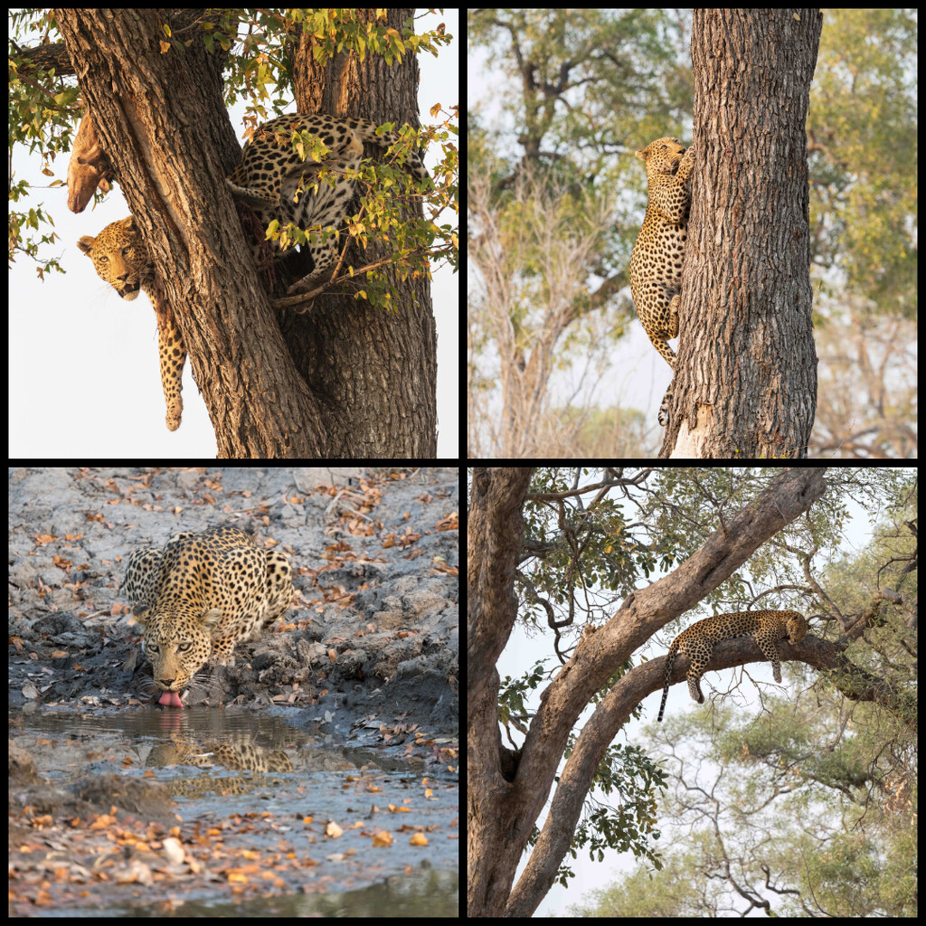 Botswana Day 12 - 3 by yaorenliu