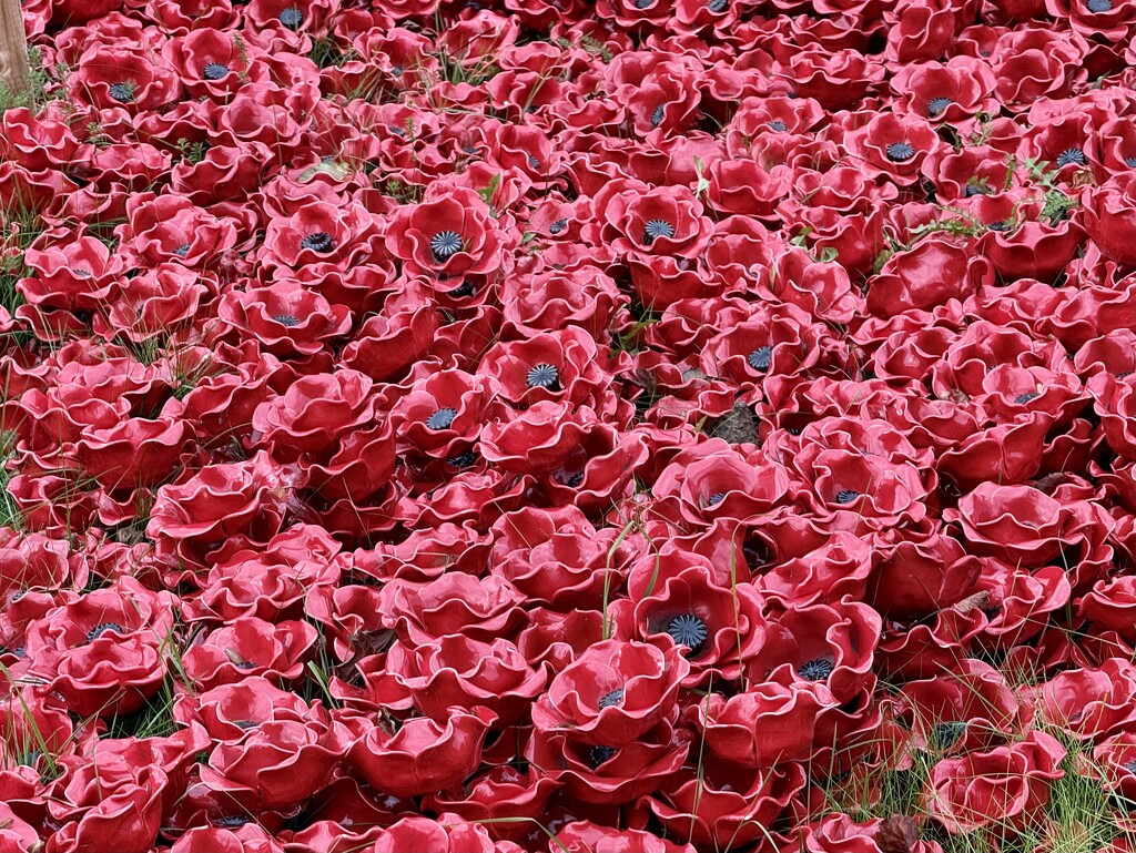 Ceramic Poppy Heads by phil_sandford