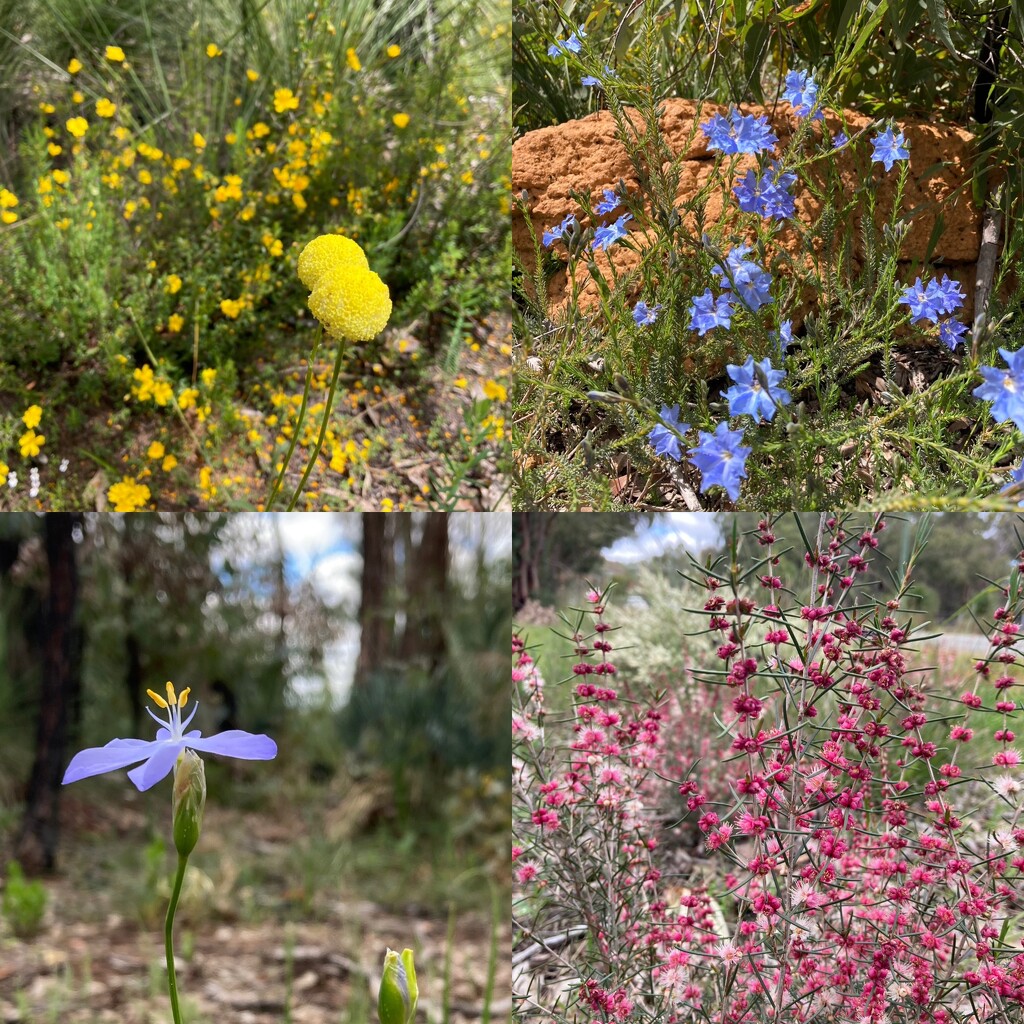 More of Mundaring by narayani