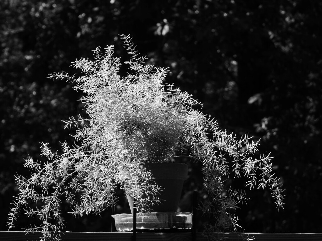 Catching the sunlight... by marlboromaam