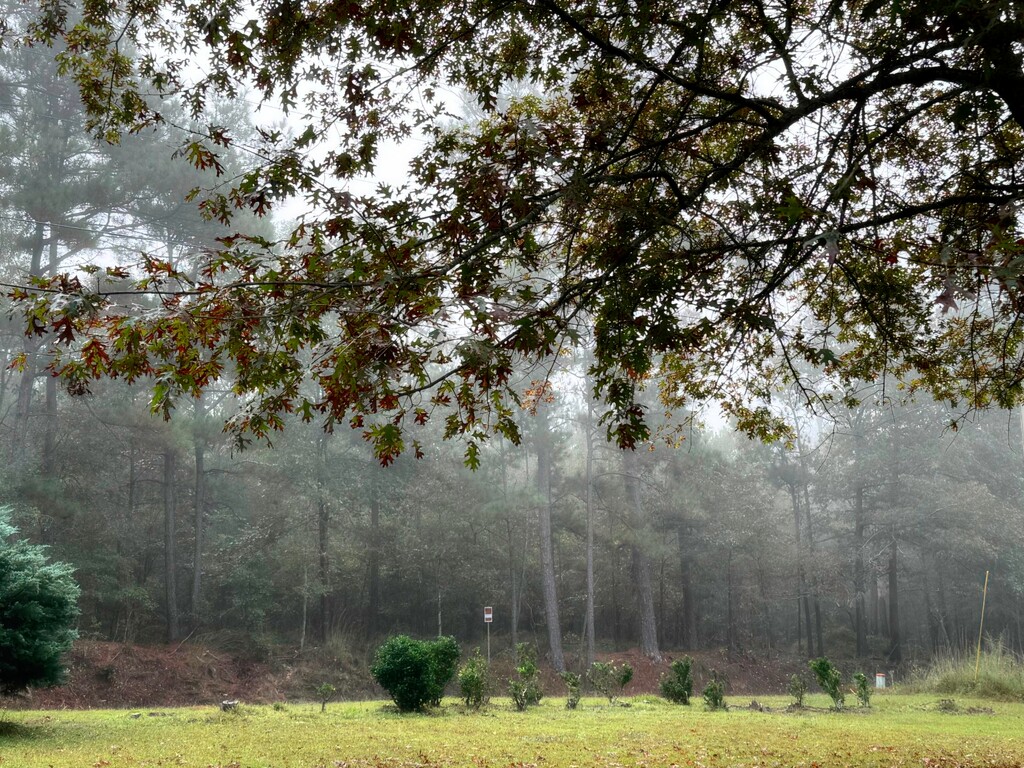 Another foggy morn... by marlboromaam