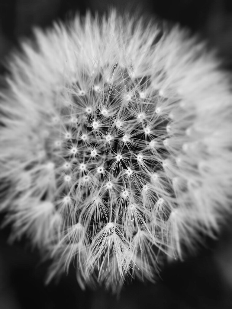 A Peek Inside by juliedduncan