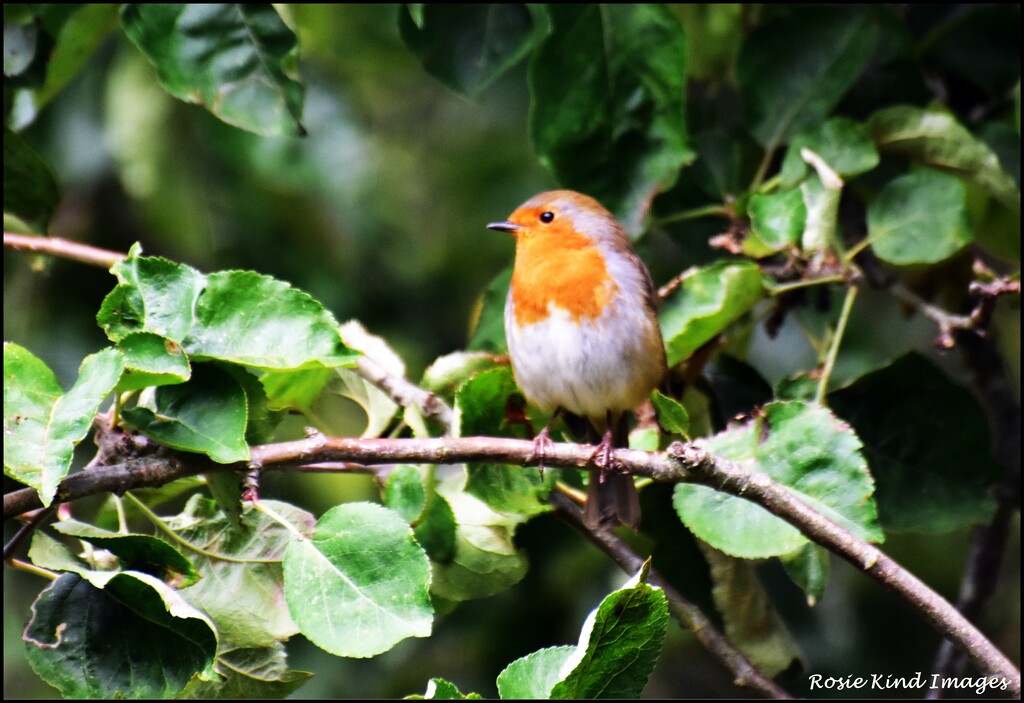 One of my favourite little birds by rosiekind