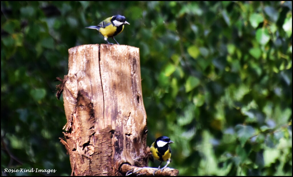 Two together by rosiekind