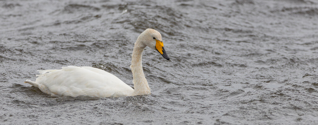 Adult Whooper Swan by lifeat60degrees