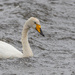 Adult Whooper Swan