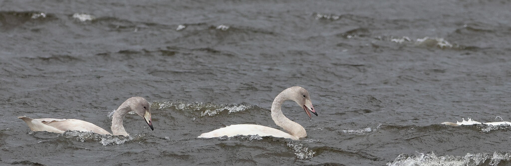 Juvenile Whoopers by lifeat60degrees