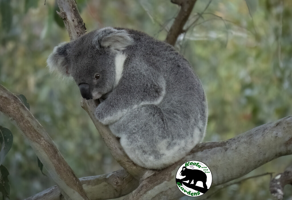 perfect balance by koalagardens