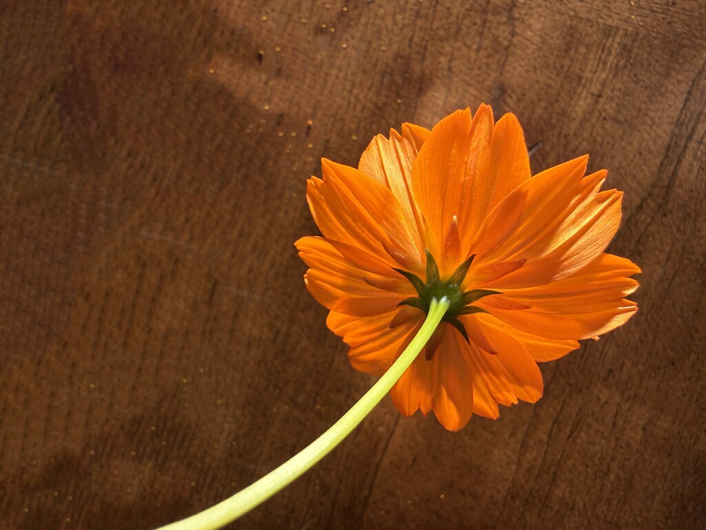 Cosmos in Morning Light by shutterbug49