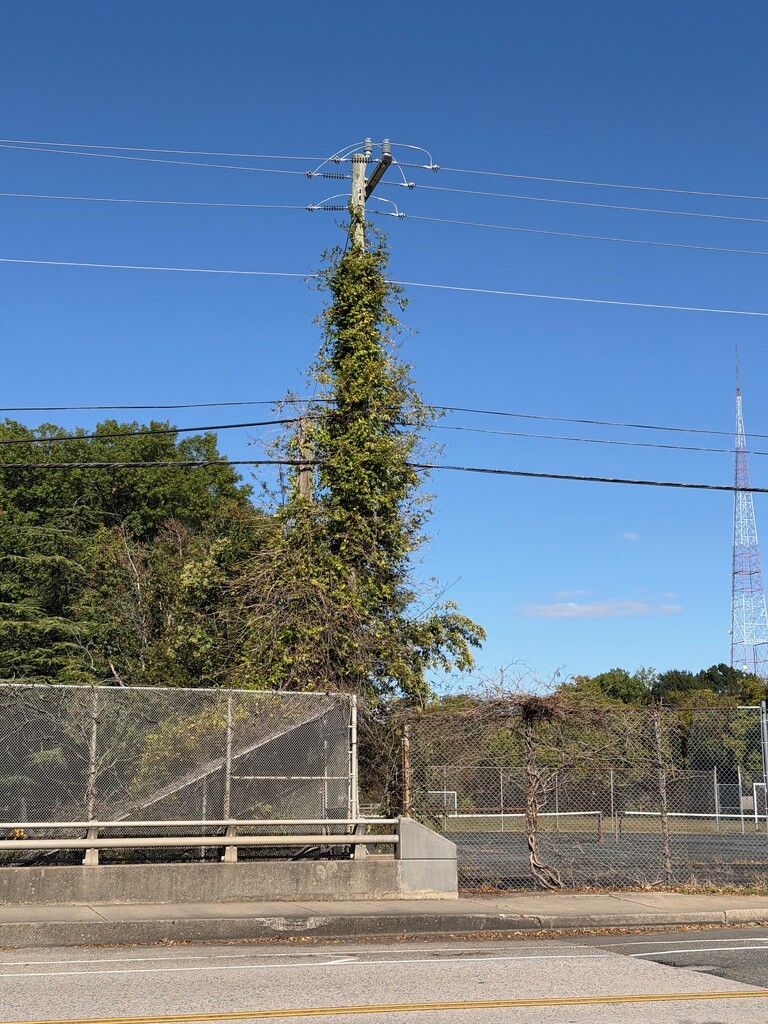 Who Needs a Tree? by allie912