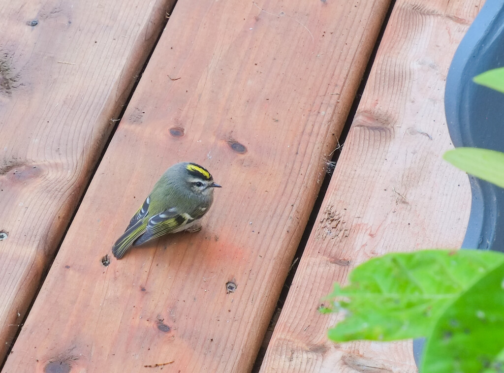 golden crowned kinglet by mcrandall