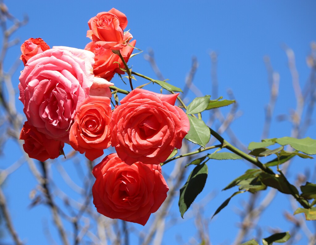 Still Beautiful by 365projectorgheatherb