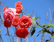 9th Oct 2025 - Still Beautiful