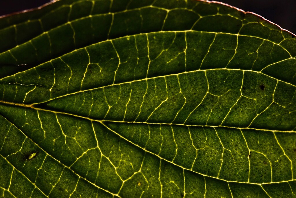 Leaf 9 by dragey74