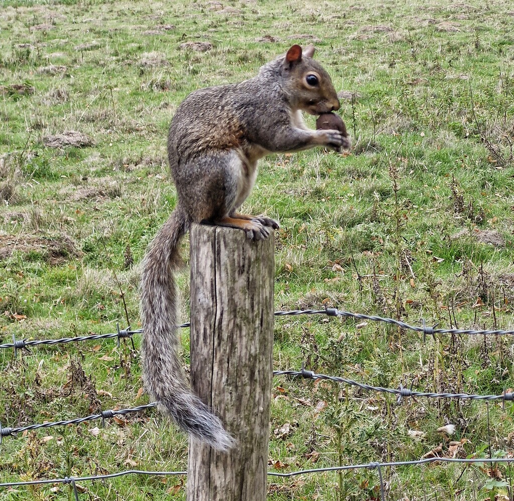 A happy squirrel by dragey74