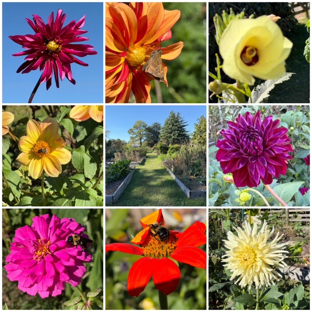 The Veggies are Gone by allie912