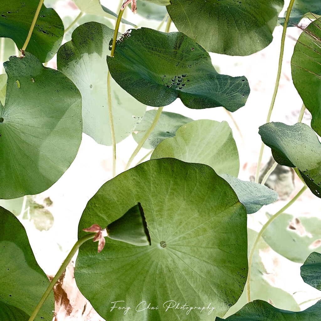 2025-09-01 by aprilfengchaigmailcom