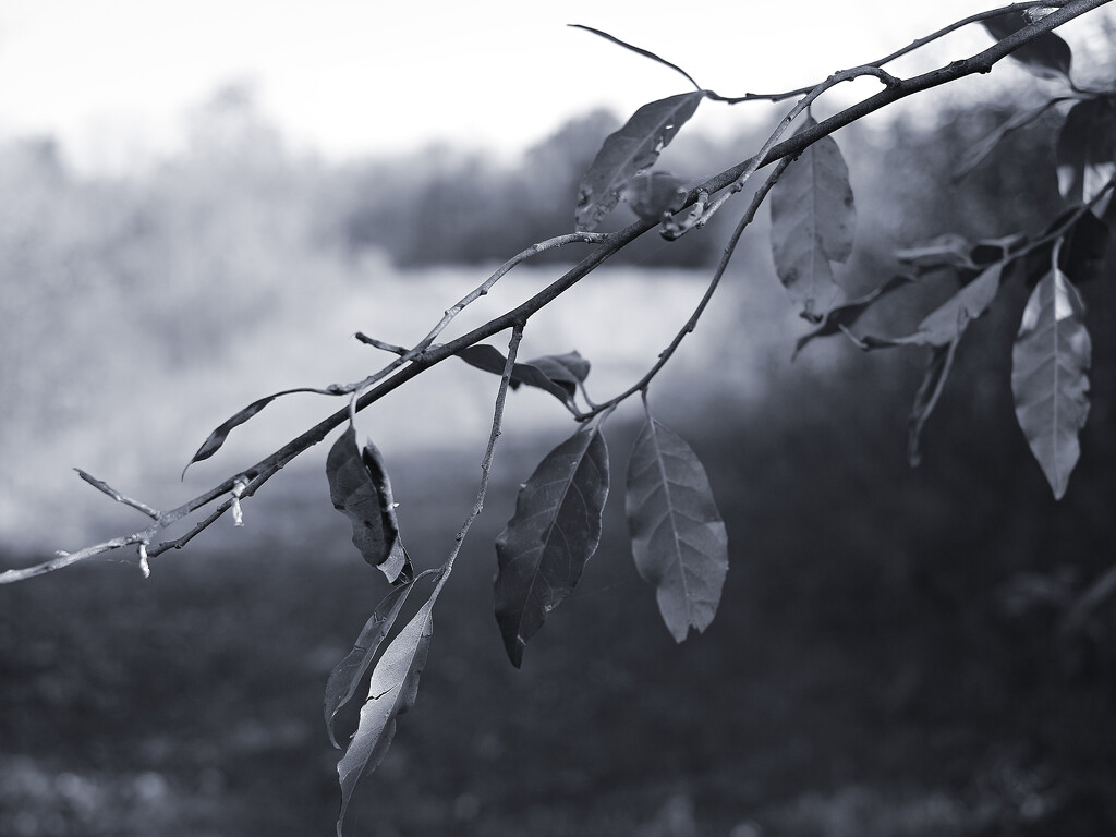 No Mind by juliedduncan