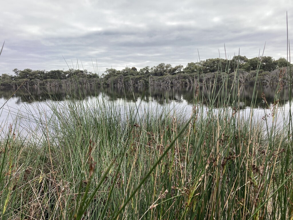 Morning Walk by narayani