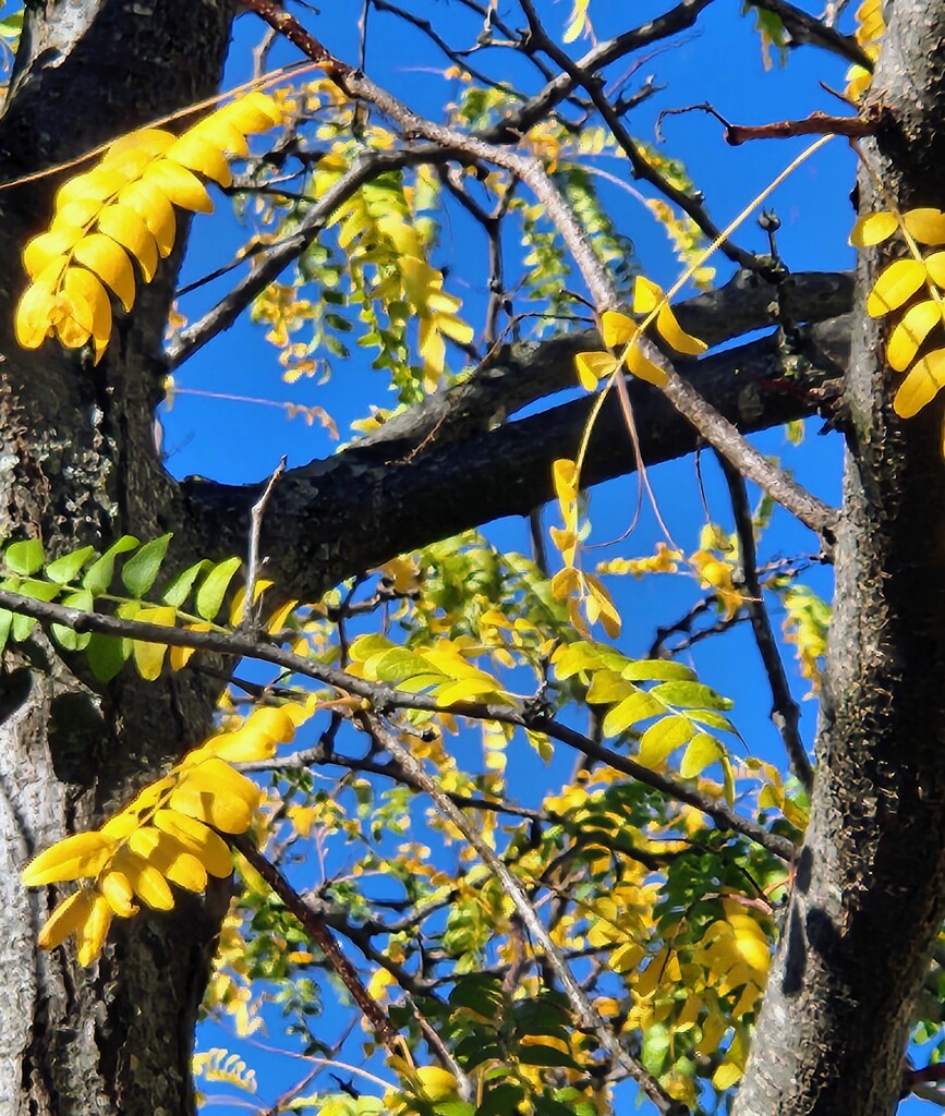 Honey Locust by alyclark