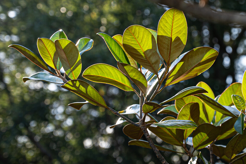 Sun lit Magnolia leaves... by thewatersphotos