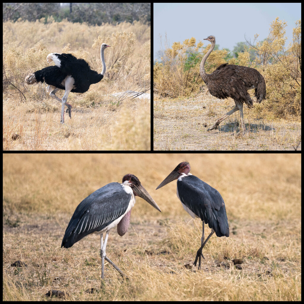 Botswana Day 12 - 4 by yaorenliu