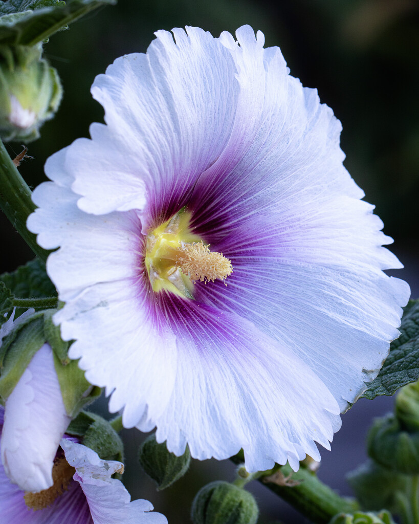 still blooming by aecasey