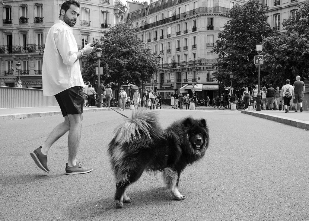 Dogs of Paris 6 by brigette