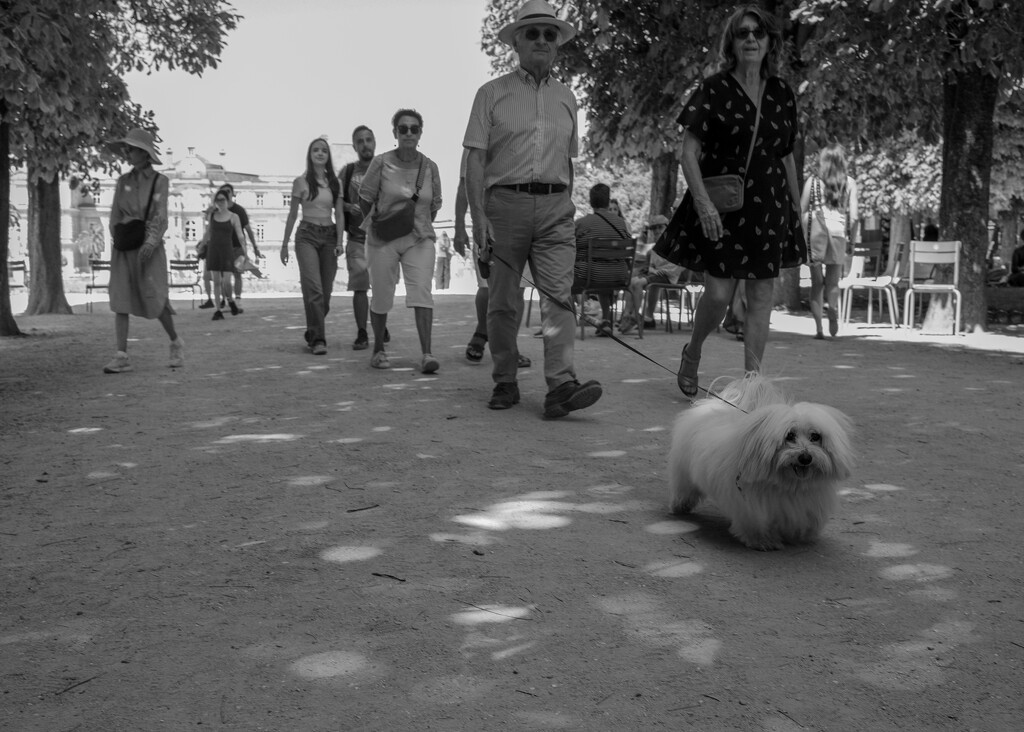 Dogs of Paris 10 by brigette